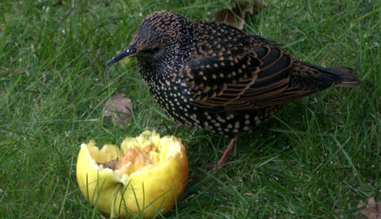 St�ren observeret i Nex�