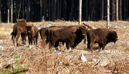 Turister p� bisonsafari