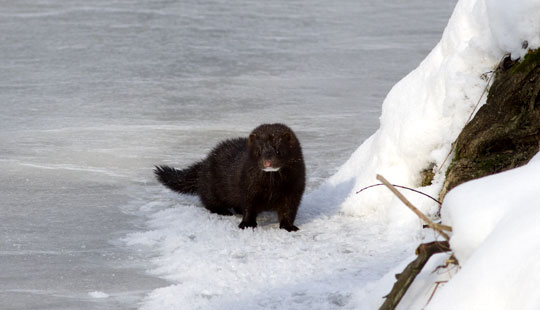 Undslupne mink skal reduceres