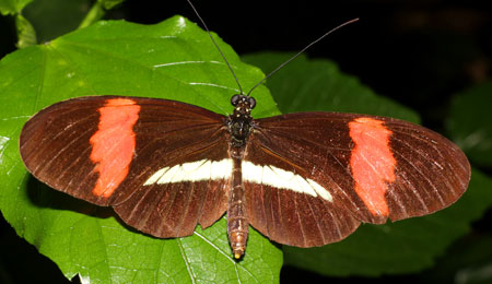 Sommerfuglepark reddet