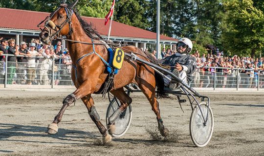 Lovende travhest aflivet