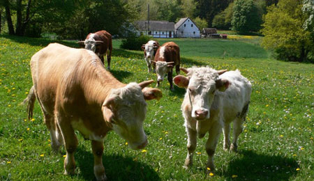 Undlod at m�rke kv�g