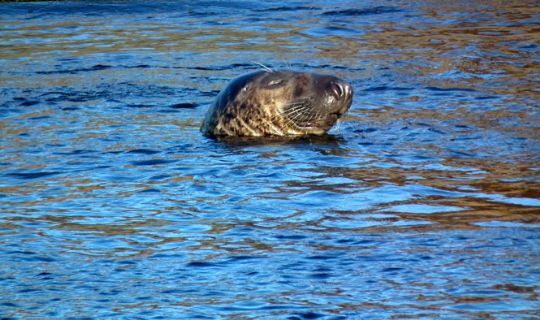 Rovdyr p� NaturBornholm