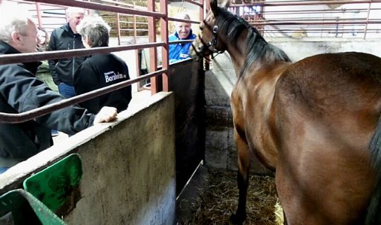 Hesteejere p� staldbes�g