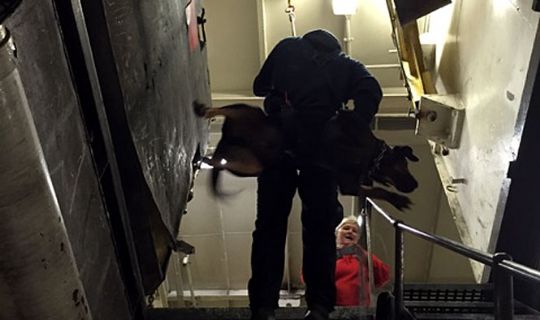 Hunde p� dramatisk �velse