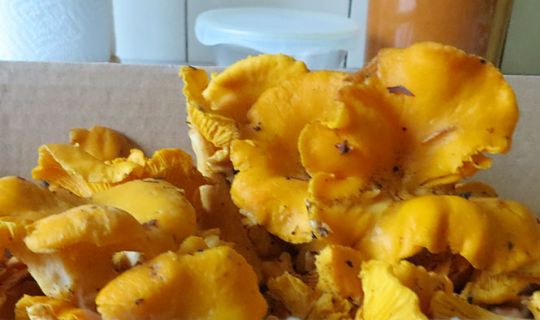 Skovens gule guld er der stadig