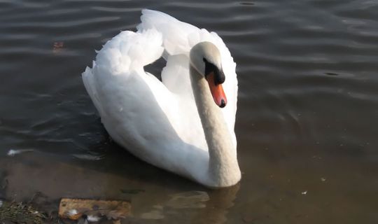 Skadet svane m�tte skydes