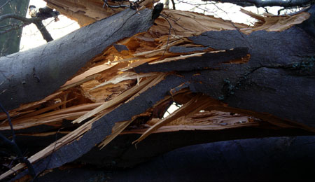 Stormst�d v�ltede stort tr�