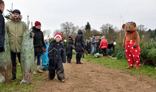 Juletr�et f�ldet i godt vejr