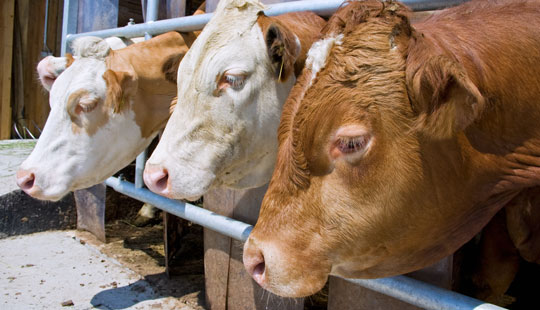 Transporterede syge kreaturer