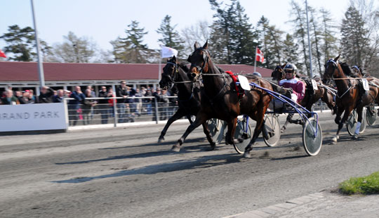 Stort publikum til p�sketrav