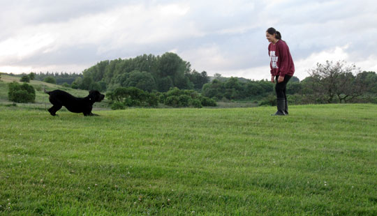 Hundetr�ning er folkeoplysning