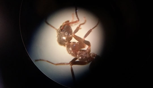 Sm� kr� p� NaturBornholm