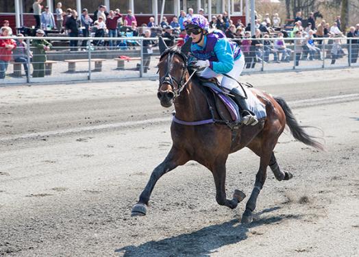 Ny hest handlet til Bornholm