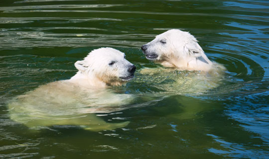 3Fs sommerudflugt til Zoo