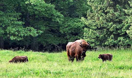 Fire bisonkalve i Almindingen