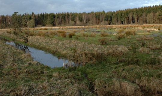 Der skal mere vand i Hagemyr