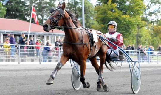 Andelshest i Lunden til BM