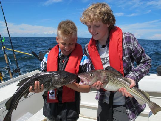 Fangede torsk til mesterkokke