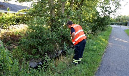 D�de fisk i By�en i R�nne