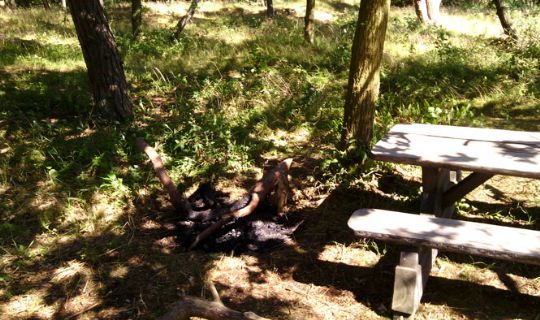 T�ndte b�l i knast�r skov