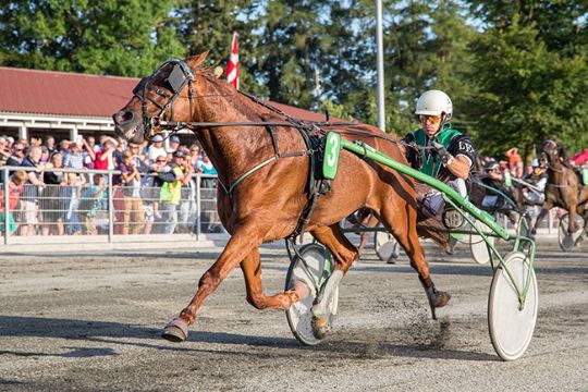 Trav uden banens bedste heste