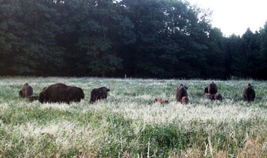 Fem bisonkalve i Almindingen