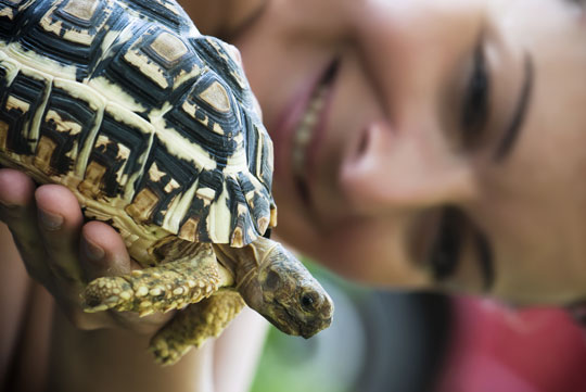 Skildpadde p� springtur