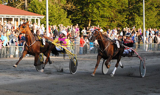 Bornholmsk hurtigtraver aflivet