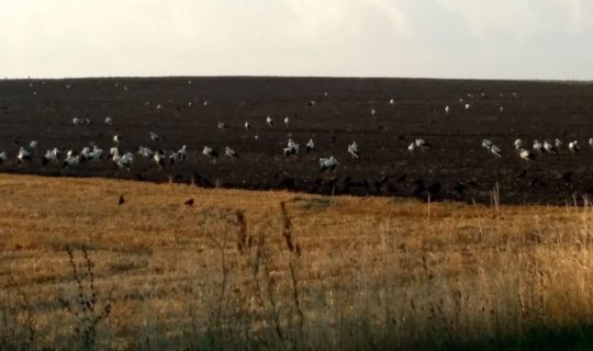 Storkeflok kom fra Sk�ne