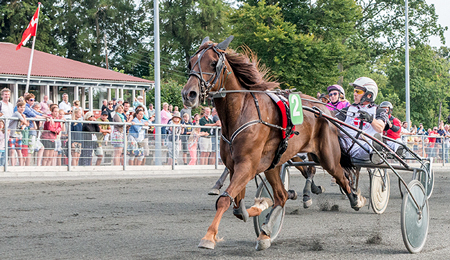 Trav tilsat h�ns og motorcross