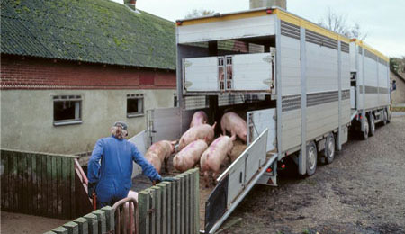 Ulovlig dyretransport afsl�ret