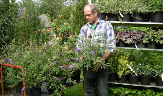 H�stmarked p� Strabo