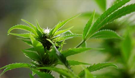 76-�rig dyrkede cannabis