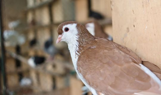 Dueavl er folkeoplysning