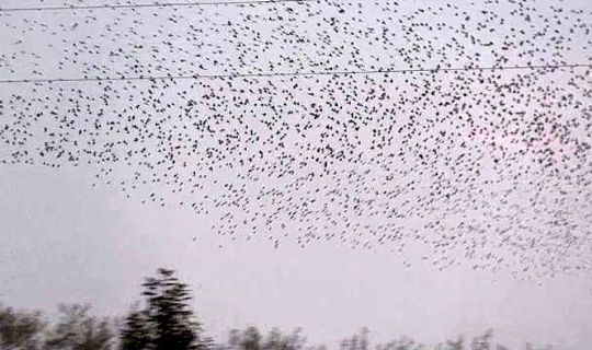 VIDEO: Sort sol p� Bornholm