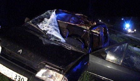 Hest aflivet efter trafikuheld