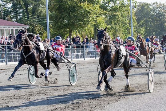 Stjerne-opg�r p� travbane