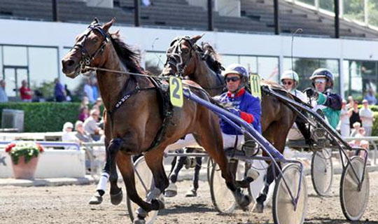 Rex O'malley solgt til holl�nder