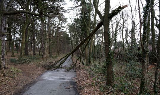 Beredskabet: Kun v�ltede tr�er