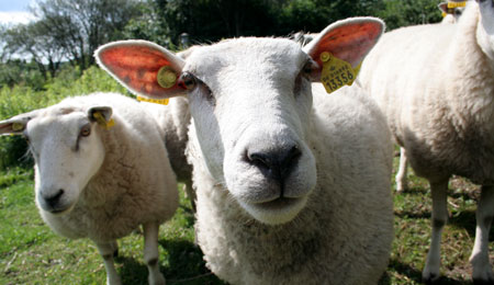 L�se f�r ved Lilleborg