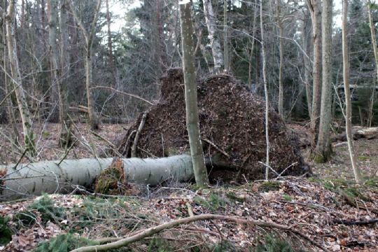 Stormvejr overst�et mandag morgen
