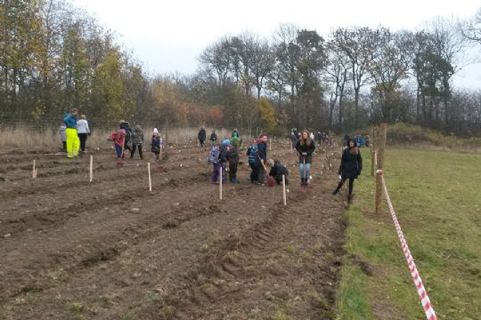 Skolelever plantede 1.000 tr�er