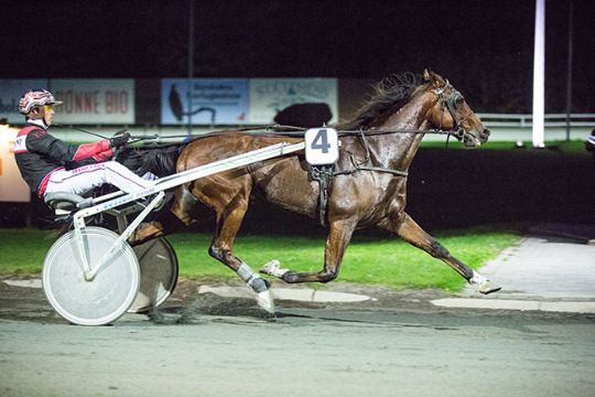 �rets travhest kunne v�re solgt dyrere