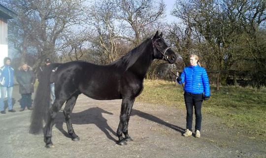 Avlshingst forlader Bornholm