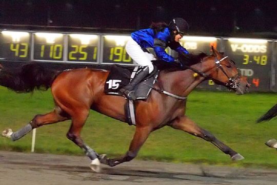 Bornholmsk ejet travhest til start i Halmstad i aften