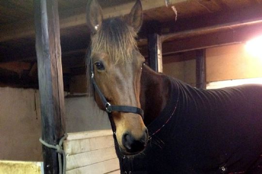 Bornholms bedste montehest vel ankommet til Nordsj�lland