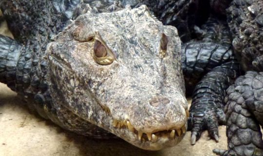 B�rn fodrer krokodiller