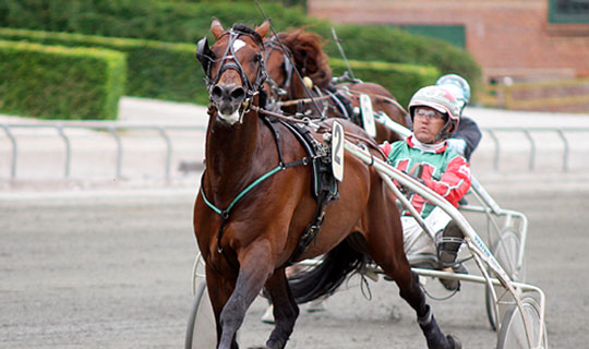 Stald Nina sender hest til toptr�ner