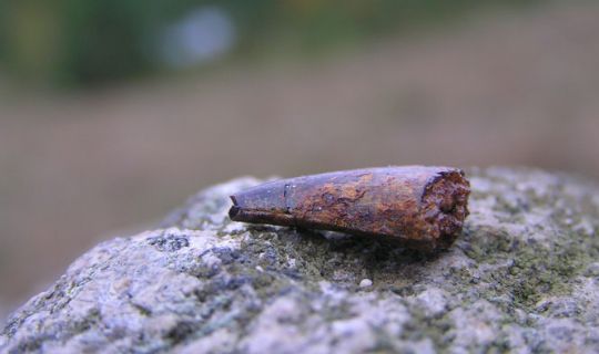 Dinosaurforsker for en dag